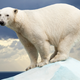 Illustration for article titled Polar Bears Aren't Descended From Brown Bears After All
